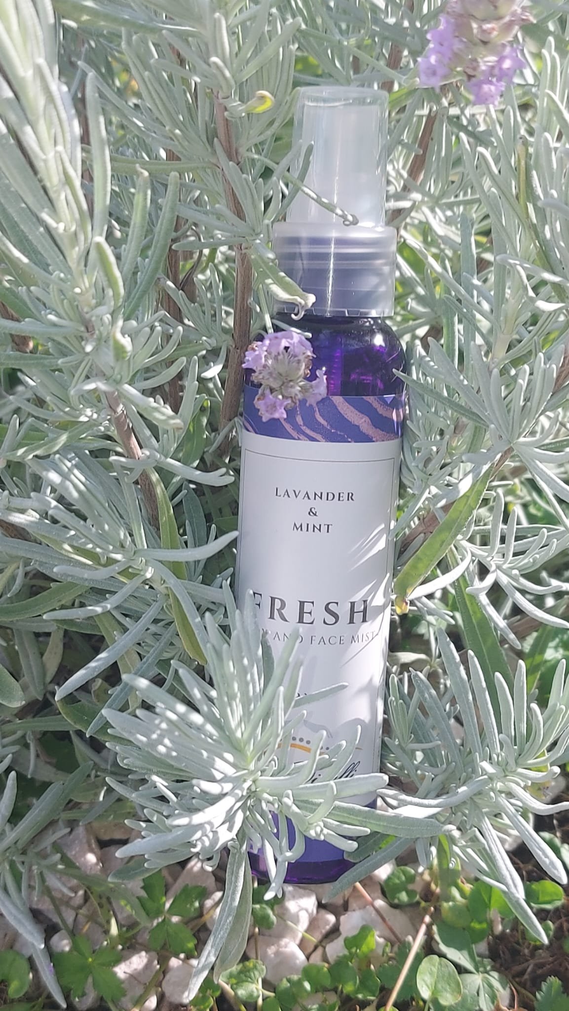 You are currently viewing FRESH – lavanda, menta