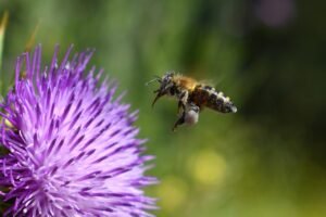 Read more about the article DETOKS JETRE , ZAŠTO I KAKO GA RADITI?